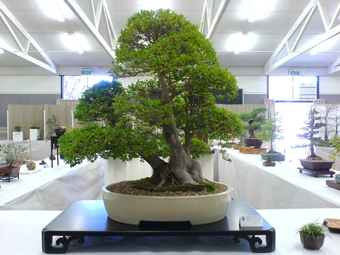 Бонсай – растение, которое поможет создать креативную атмосферу в традиционном интерьере.