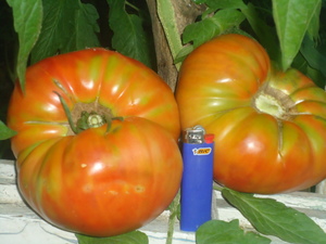 Крупноплодные томаты
