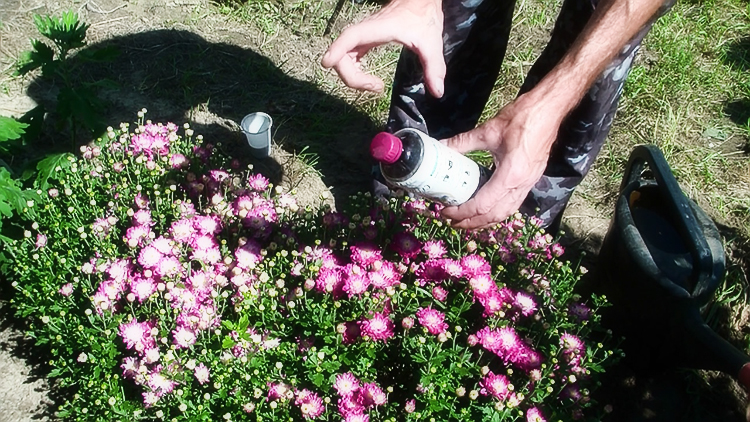 Выращивание хризантем мультифлора: правила посадки и ухода