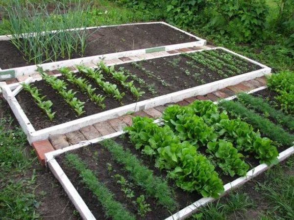 Умный огород - это сформированные, часто приподнятые или высокие грядки, в которых созданы необходимые условия для роста растений