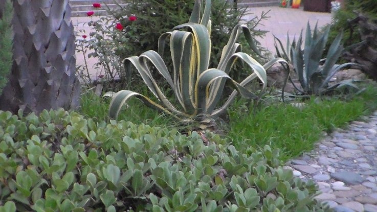 Колючий рай — цветник из кактусов