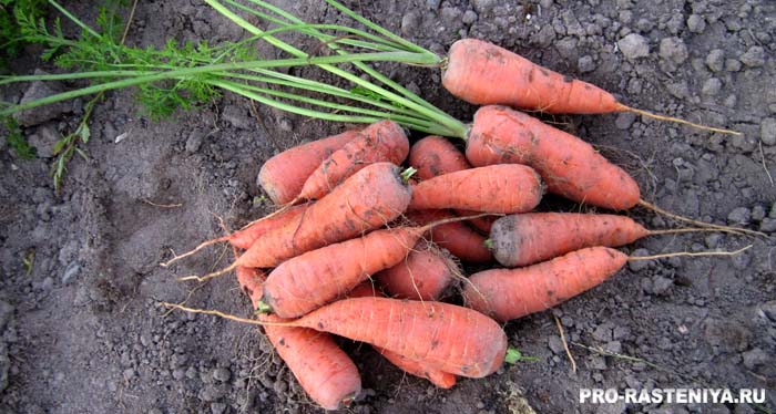 Сорта моркови лучшие
