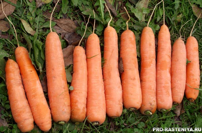 Сорта моркови гибридные