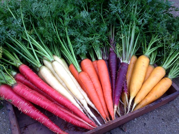 Сорта моркови цветные