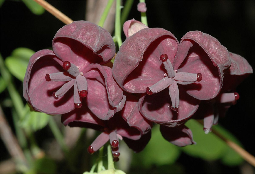 Акебия пятерная или Шоколадная лиана (Akebia quinata)
