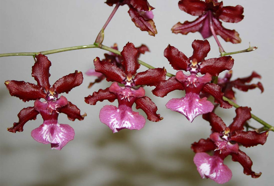 Орхидея (Oncidium "Sharry Baby") или Шоколадная орхидея