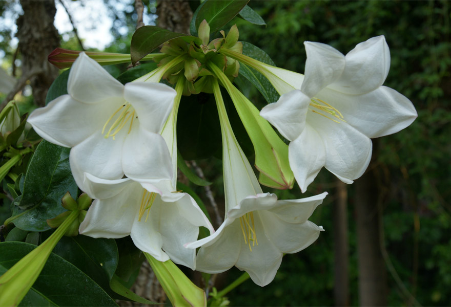 Портландия крупноцветковая (Portlandia grandiflora)