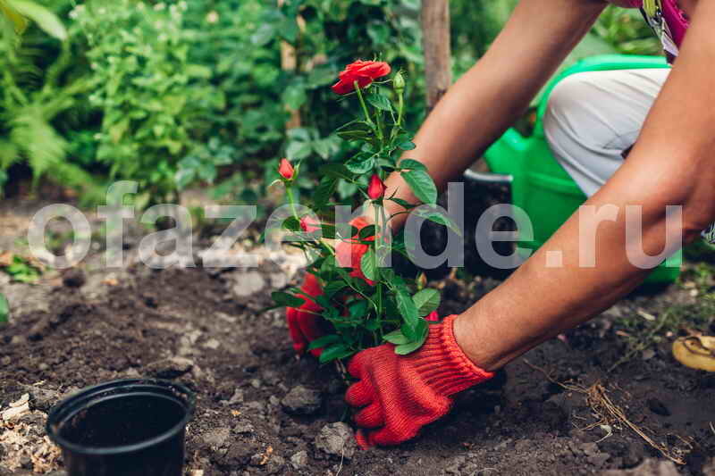 Выращивание роз. Иллюстрация для статьи используется по стандартной лицензии ©ofazende.ru