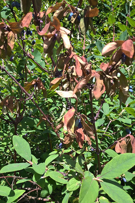 ветви жимолости с засохшими листьями и плодами, болезни и вредители жимолости