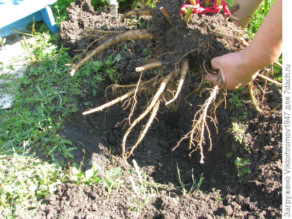 Очень аккуратно сажаем наш корень в подготовленную почву