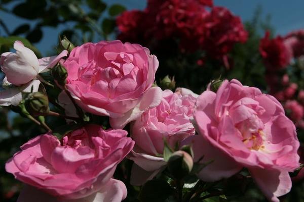 Плетистая крупноцветковая роза Jasmina /W.Kordes, Sohne, 2005, ADR-2007/ с пластичными побегами займет достойное место в саду