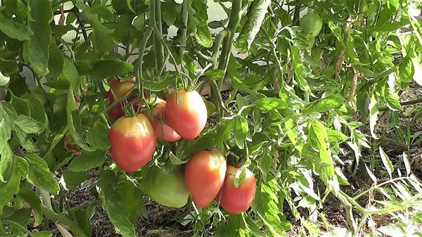 Нужно брать помидор, у которого форма, окраска и вес более всего соответствуют сортовым признакам. Фото автора