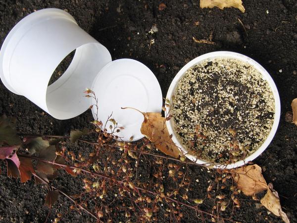 Семена гейхеры можно сеять под зиму, используя пластиковые контейнеры без дна