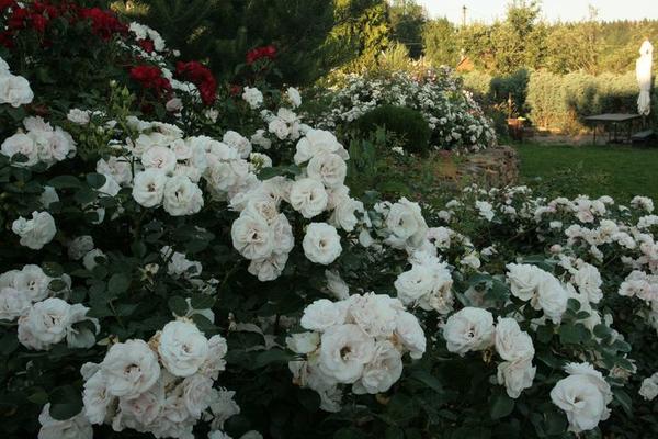 Подмосковный сад, где отдано препочтение белым розам