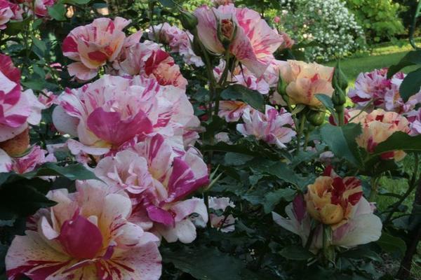 За розой Edgar Degas /Delbard, 2002/ стоит понаблюдать не только любителю роз, но и начинающему художнику