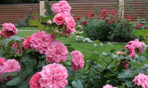 Сад с розами в Подмосковье