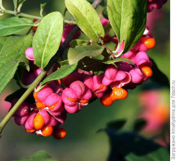 Плоды бересклета (Фото с сайта koffkindom.ru )