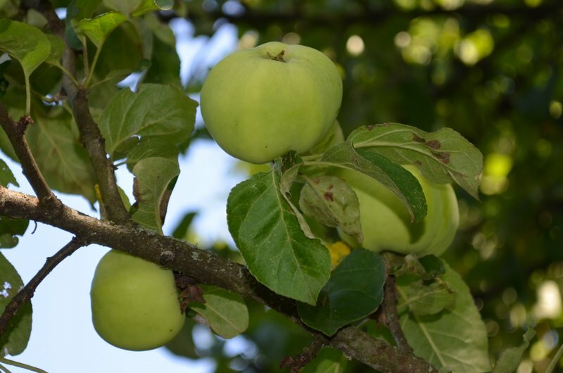 Яблоки на дереве.