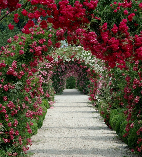 Плетистые розы на арках 