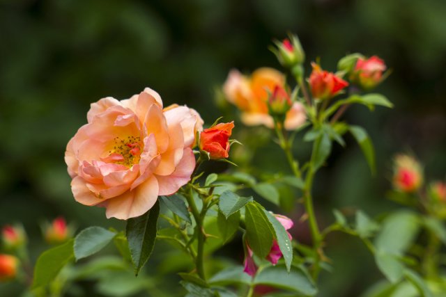 Чайная роза в саду
