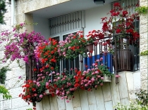 Цветы в подвесных пластиковых горшках на открытом балконе