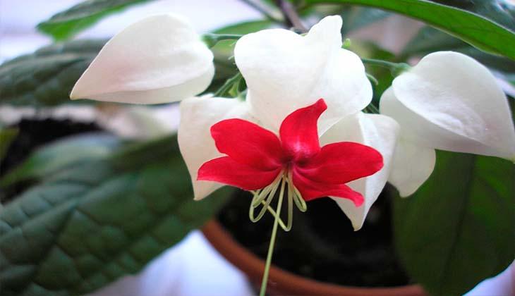 цветки растения клеродендрума
