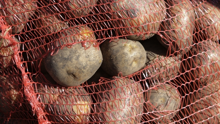Картофель убивает: Чем опасен самый популярный у русских овощ