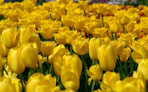 Жёлтые тюльпаны очень красивы, но не слишком популярны в нашей стране из-за суеверий.