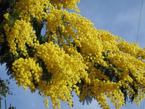 Мимоза - это один из цветов, которые дарят традиционно на 8 марта
