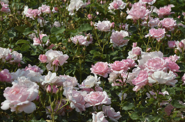 Розы как монокультура. Фото автора