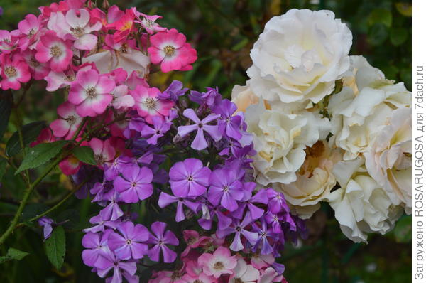 Пример удачного соседства. Мускусная роза Mozart, похожая на флокс, + шраб Rokoko с флоксом Синеющий Гаганова. Фото автора