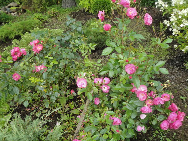 Роза Angela в окружении невысоких хвойных. Фото автора