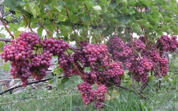 сорт винограда Ливия, селекции Загорулько