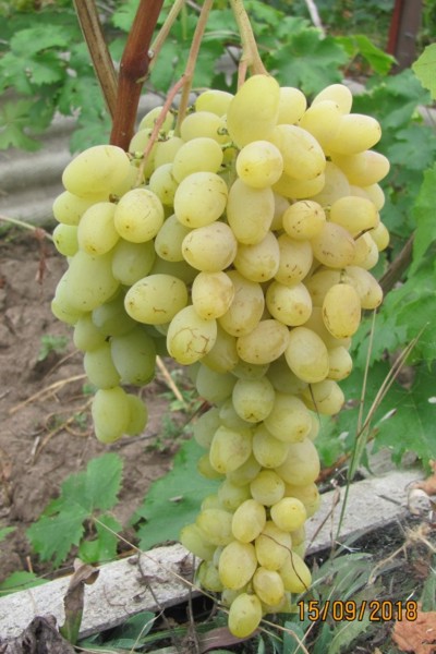 виноград Венечный, селекции ОВВЭ