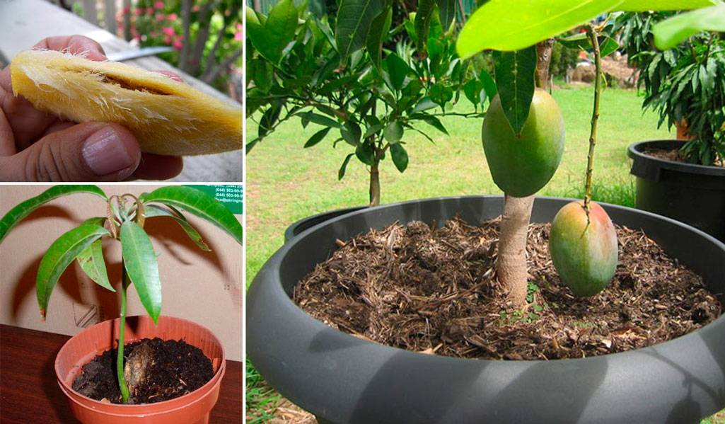 Результат пошуку зображень за запитом "Выращивание в домашних условиях манго из косточки: как растет дерево"