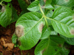 Фитофтороз на листьях баклажана