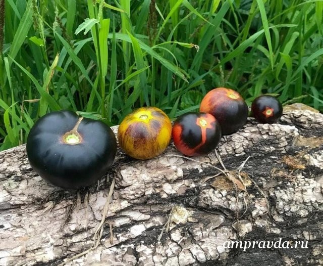 Черные, как уголь, зебры и пушистые, словно персики: амурчанка выращивает экзотические помидоры Помидор, Экзотические растения, Длиннопост