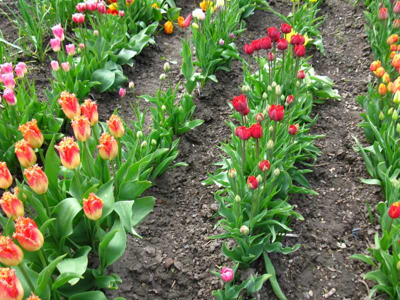 Результат пошуку зображень за запитом тюльпани в саду"