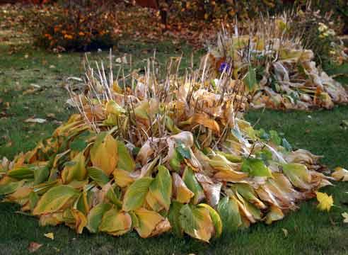 Результат пошуку зображень за запитом тепление растений листьми"
