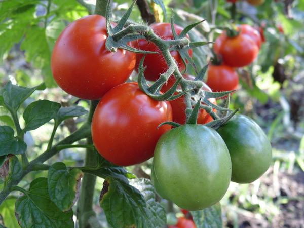 Ранние и ультраранние томаты порадуют урожаем даже без теплиц