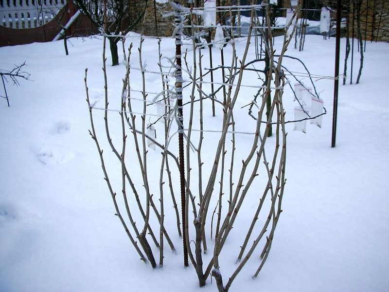 Связываем ветки смородины на зиму: нужна ли эта процедура